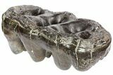 Gomphotherium (Mastodon Relative) Molar - Georgia #74437-4